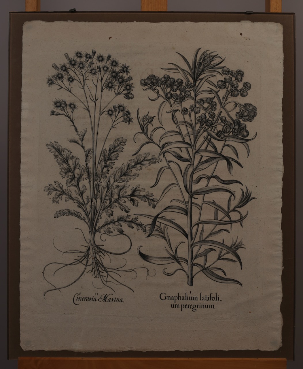Besler, Basilius